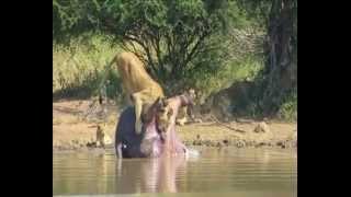 Dead hippos intestines explode and scares off a pride of lions [upl. by Phelgen]