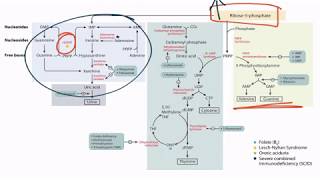 Purines amp Pyrimidines for the USMLE Step 1 [upl. by Butch]