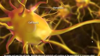 Nerve Impulse Mechanism 3D Animation [upl. by Selassie]