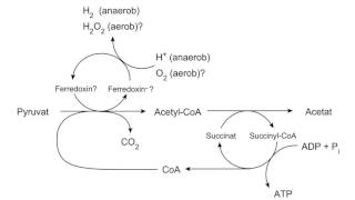 Hydrogenosome [upl. by Jaye]