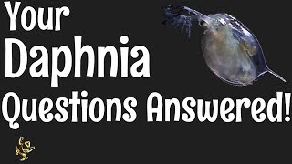 Daphnia Questions Answered [upl. by Lalat]