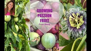 GROWING PASSION FRUIT FROM SEED  PASSIFLORA ✅Ask Shirley [upl. by Bee11]