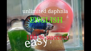 daphnia moina culture Easy way Unlimited production English  with sub Green water Chlorella [upl. by Cila]