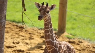 Baby giraffe gives its mum the run around [upl. by Trebmer]