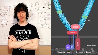 Hemidesmosomes Structure and Function [upl. by Lodovico44]