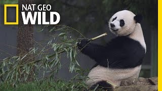 Giant Pandas 101  Nat Geo Wild [upl. by Clo]