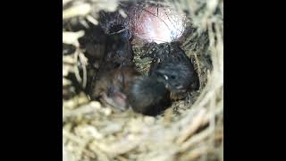 Ep157 Scalybreasted munia Birds All bird nests [upl. by Ekusoyr775]