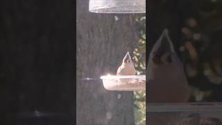 Tufted titmouse and Scalybreasted Munia [upl. by Gwyneth]