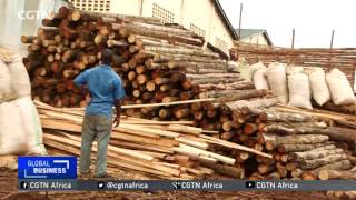 Ugandan farmers growing trees to meet construction demands [upl. by Annahsirhc]