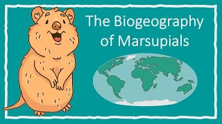 The Biogeography of Marsupials [upl. by Margeaux476]