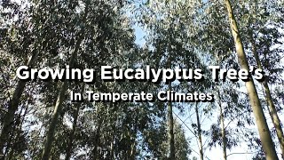 Growing Eucalyptus Trees  Hardy Varieties Growing Tips Common Myths amp More [upl. by Edahs330]