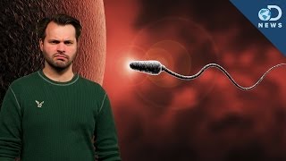 How Youre Destroying Your Sperm [upl. by Fiona]