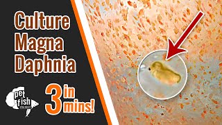 How to culture DAPHNIA MAGNA  The easy way [upl. by Curzon697]