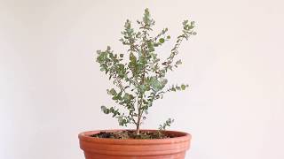 Eucalyptus Bonsai Update 1 [upl. by Giraud221]