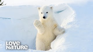 Polar Bears Having Fun In Snow  Love Nature [upl. by Darrel561]