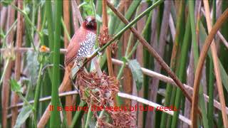 Scalybreasted Munia in California [upl. by Comptom939]