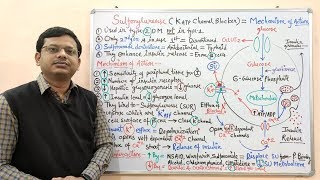 Diabetes Mellitus Part10 Mechanism of Action of Sulfonylurease  Antidiabetic Drugs  Diabetes [upl. by Etz]