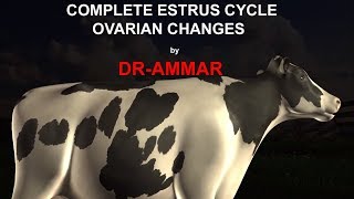 ESTRUS CYCLE IN COW [upl. by Nekal]