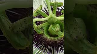 Passion Fruit Flower [upl. by Nicolau]