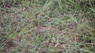 Scalybreasted Munia Spotted Munia ফুটুকী টুনী [upl. by Dnumde312]