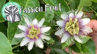 Different Varieties of Passion Flowers and Fruits [upl. by Acissehc928]