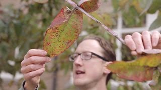 Eucalyptus Leaves [upl. by Osner]