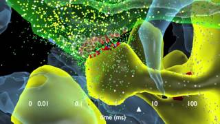 How Synapses Work [upl. by Jecon]