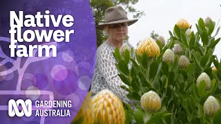 Growing native flowers on a large scale  Native Australian Plants  Gardening Australia [upl. by Revell]