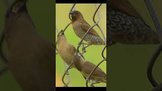 Scaly Breasted munia mother feed the chick [upl. by Johnson]