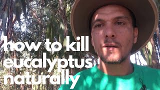 How to kill eucalyptus trees naturally  offgrid living Portugal [upl. by Renba905]