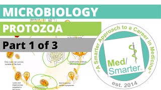 Protozoa  Microbiology  USMLE STEP 1  Part 1 of 3 [upl. by Caassi]