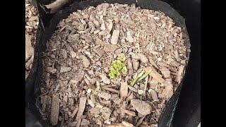 Eucalyptus seed germinating [upl. by Enohs541]