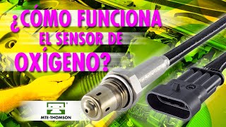 Cómo Funciona el Sensor Oxígeno [upl. by Kalasky539]