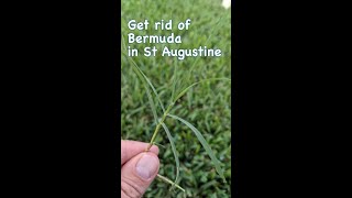 How To Get Rid of Bermuda Grass in St Augustine shorts [upl. by Ardnola]