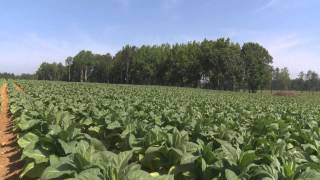 Tobacco Production Growing [upl. by Hannasus]