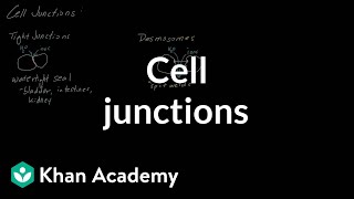 Cell Junctions  Cells  MCAT  Khan Academy [upl. by Solis544]