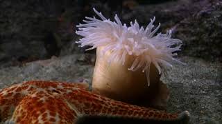 Cnidarians  Anemone Swims Away from Sea Star [upl. by Ammann]