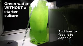 Green Water WITHOUT a Starter Culture  From Scratch  How To [upl. by Rhu]