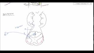 Neuroanatomy  Spinocerebellar Tract USMLE [upl. by Anyahc]