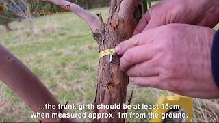 How to prune a Eucalyptus Tree the Hardy Eucalyptus Pruning Guide [upl. by Eneluj]