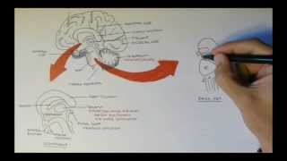 Brain Anatomy Overview  Lobes Diencephalon Brain Stem amp Limbic System [upl. by Ettennod]