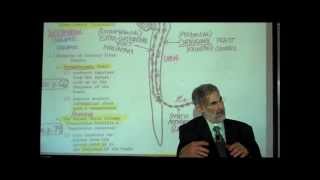 THE SPINAL CORD amp SPINAL TRACTS PART 2 by Professor Fink [upl. by Ulrich978]