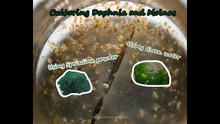 How To Culture Daphnia and Moinas using Green Water Spirulina powder [upl. by Yarak]