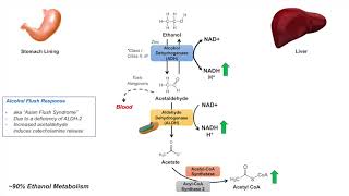 Ethanol Absorption and Metabolism  Alcohol Metabolism Pathway [upl. by Litsyrk60]