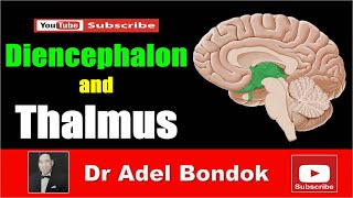 Diencephalon and Thalamus Dr Adel Bondok [upl. by Frager642]