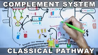 Complement System  Classical Pathway [upl. by Wilt]