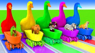 5 Giant Duck CartoonCowElephantTigerLionGorillaPaint Wild Animals Crossing Fountain Animation [upl. by Etteiluj]