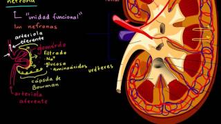 El riñón y la nefrona  Biología humana  Biología  Khan Academy en Español [upl. by Mcloughlin922]