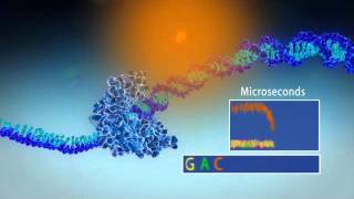 Single Molecule Real Time Sequencing  Pacific Biosciences [upl. by Germaine746]