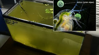 Raising Daphnia for the Freshwater Aquarium [upl. by Elbring]